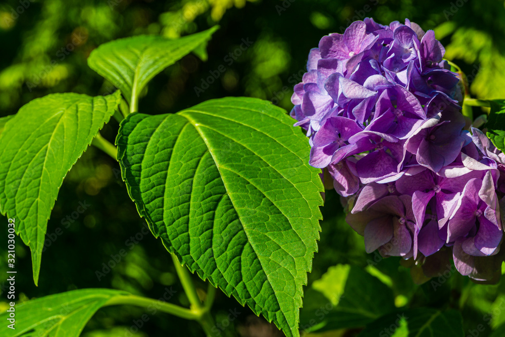 Huge inflorescences of blue flowers hydrangea macrophylla on blurred background of green leaves and green grass. Selective focus. Close-up. There is place for text. Huge inflorescences of blue flowers hydrangea macrophylla on blurred background of green leaves and green grass. Selective focus. Close-up. There is place for text.