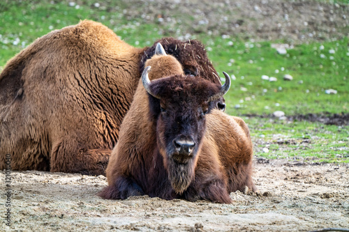 American buffalo known as bison, Bos bison in the zoo