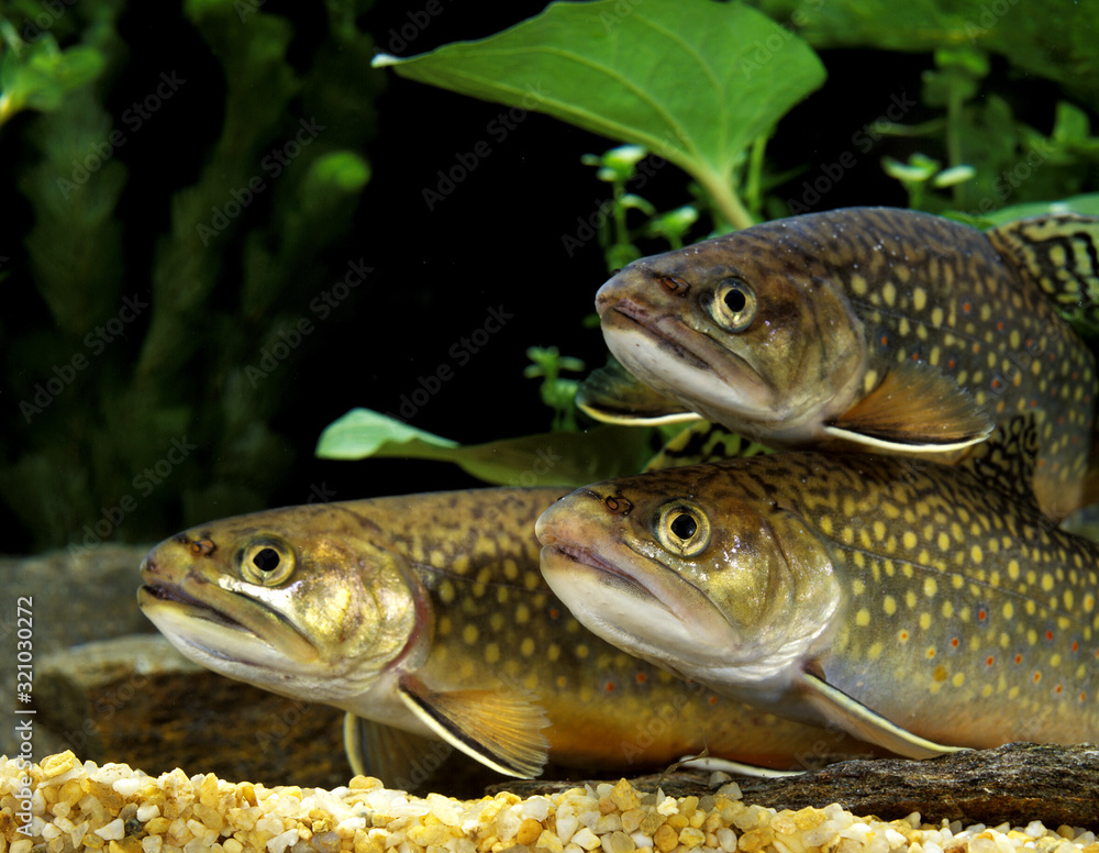 SAUMON DE FONTAINE salvelinus fontinalis SAUMON DE FONTAINE salvelinus fontinalis