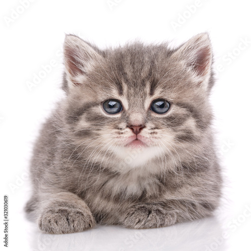 Cat, pet, and cute concept - kitten on a white background.