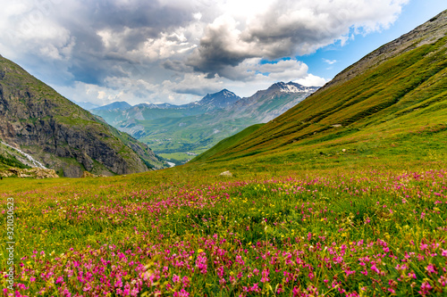 Beautiful alpine meadow with flowering herbs.