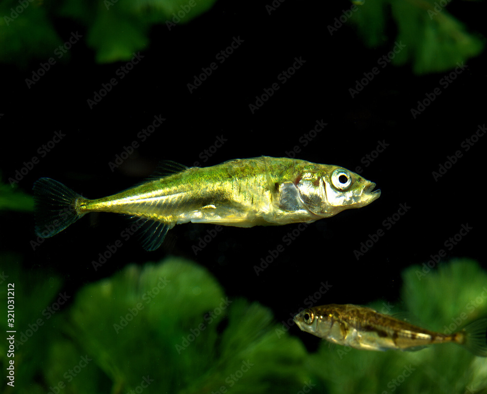 EPINOCHE gasterosteus aculeatus EPINOCHE gasterosteus aculeatus