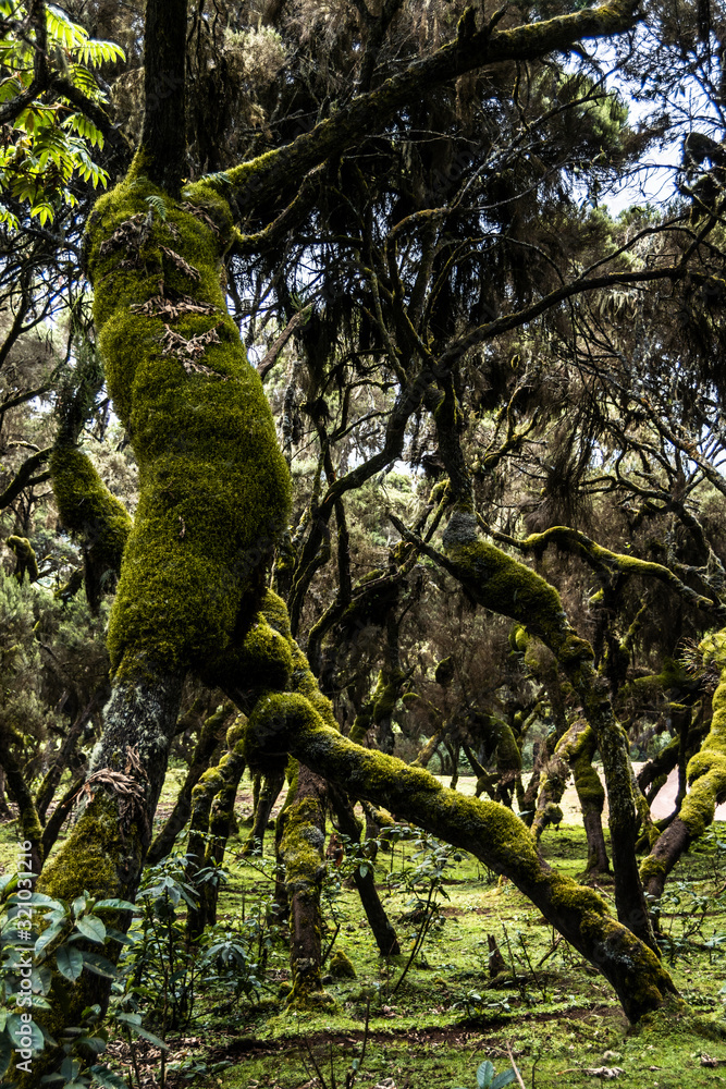 Fototapeta premium bale mountains natinalpark in southern ethiopia