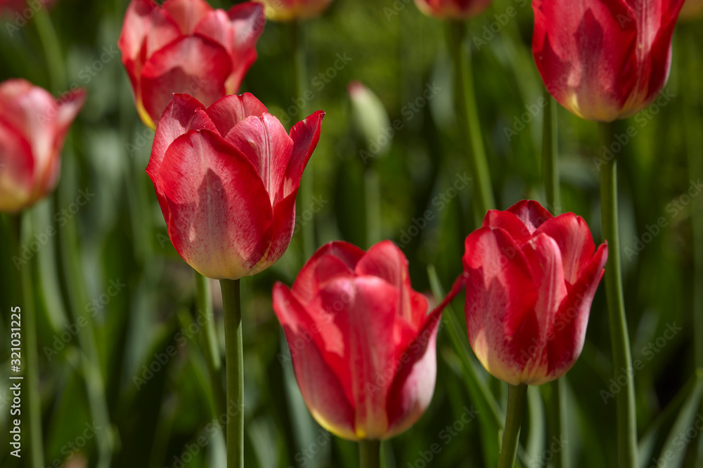 Spring tulips in a garden in the sunshine Spring tulips in a garden in the sunshine