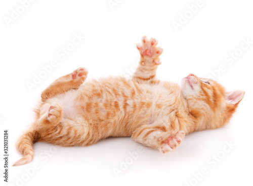 Cute playful kitten cat isolated on white
