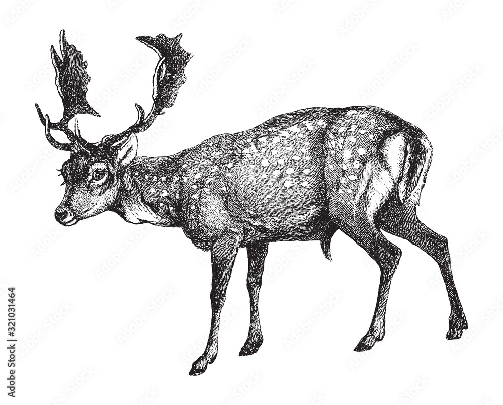 Φωτογραφία Fallow deer (Dama dama) / vintage illustration from Brockhaus Konversations-Lexi