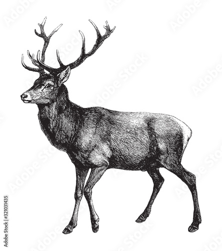 Obraz na płótnie Red deer (Cervus Elaphus) / vintage illustration from Brockhaus Konversations-Le