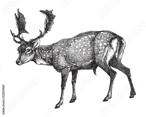 Fallow deer (Dama dama) / vintage illustration from Brockhaus Konversations-Lexikon 1908