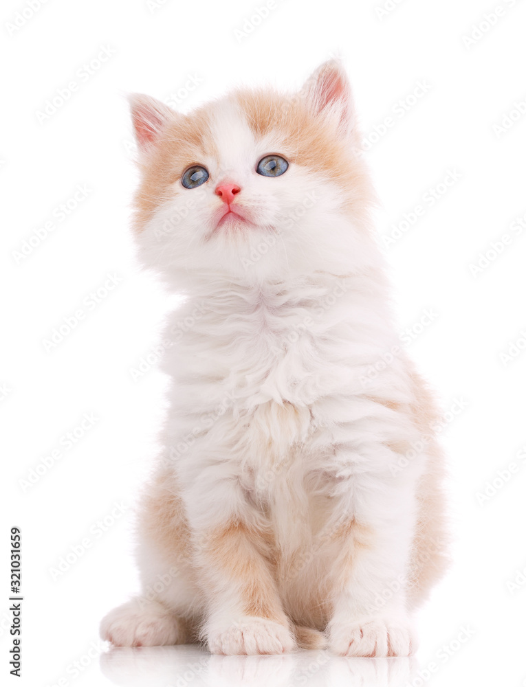 Cat, pet, and cute concept - kitten on a white background.