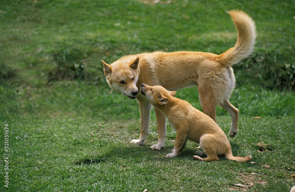 Fotografie DINGO canis familiaris dingo