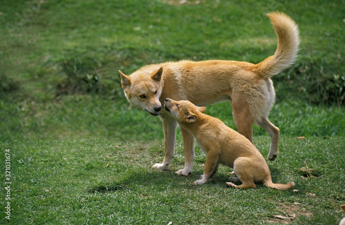 Canvastavla DINGO canis familiaris dingo