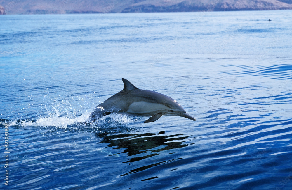 Naklejka premium DAUPHIN COMMUN delphinus delphis