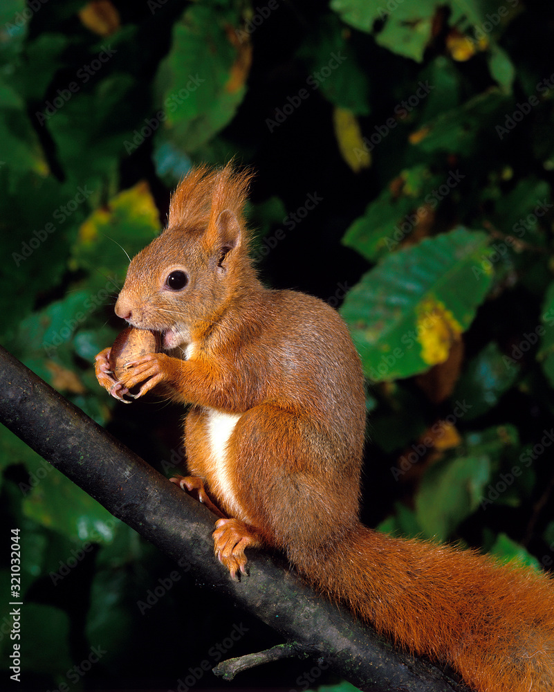 Fototapeta premium ECUREUIL ROUX sciurus vulgaris