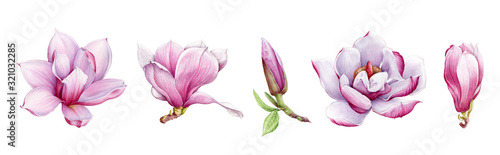 Magnolia flower arrangement watercolor painted illustration set. Hand drawn lush spring bud and blossom in the full bloom. Magnolia paint charming lush flowers isolated on the white background.