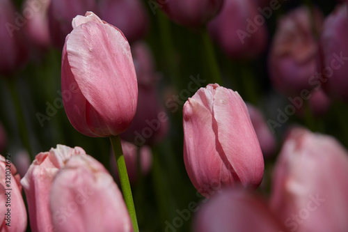 Spring tulips in a garden in the sunshine