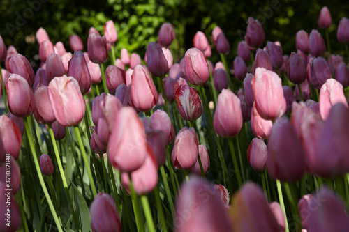 Spring tulips in a garden in the sunshine