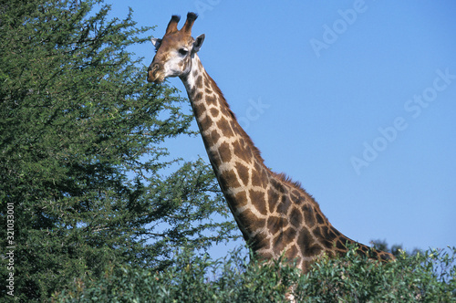 GIRAFE MASAI giraffa camelopardalis tippelskirchi