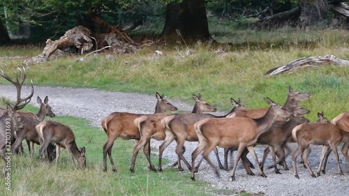 Red deer (Cervus elaphus) stag with large herd of hinds crossing forest road during the rut in autumn photo