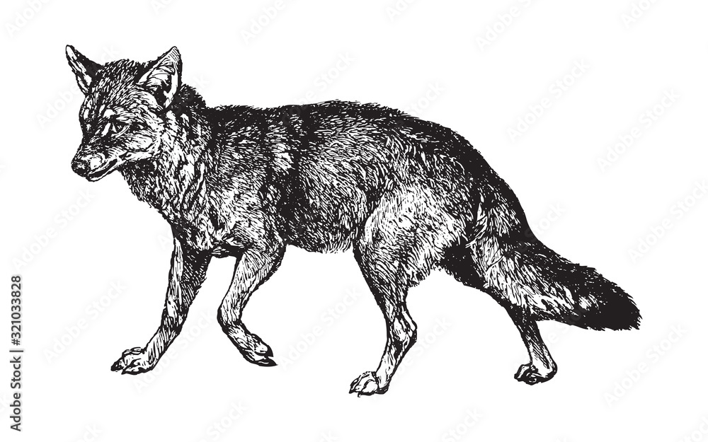 Fototapeta premium Golden jackal (Canis aureus) / vintage illustration from Brockhaus Konversations-Lexikon 1908