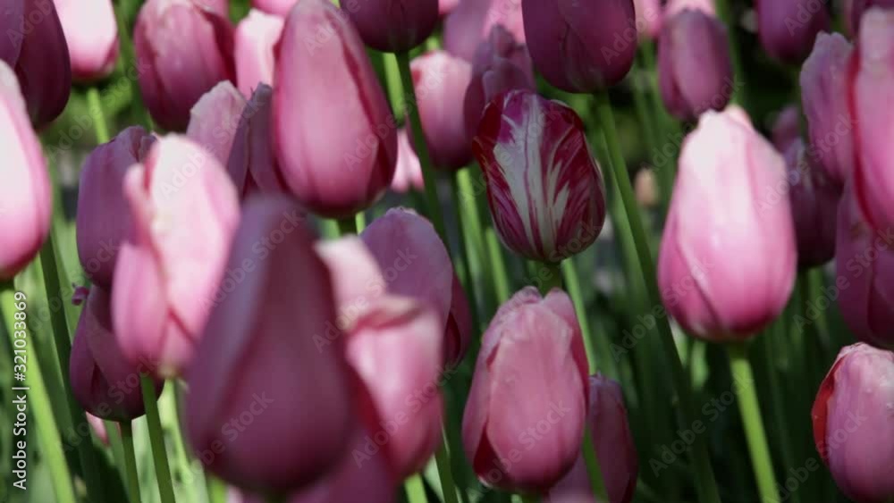 Spring tulips in a garden in the sunshine