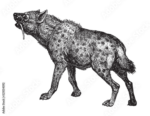  Spotted hyena or laughing hyena  Crocuta crocuta    vintage illustration from Brockhaus Konversations-Lexikon 1908