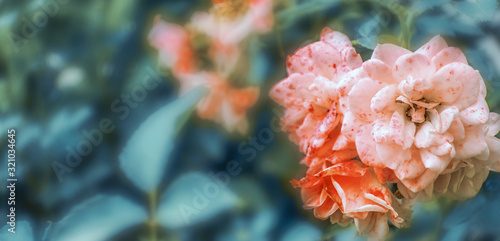Pink blooming flowers roses in garden as natural background with copy space for text