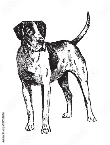 English Foxhound / vintage illustration from Brockhaus Konversations-Lexikon 1908