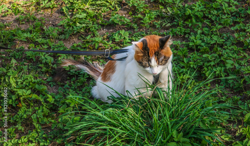 White tricolor cat on a harness and leash in grass on walk outdoor in summer      