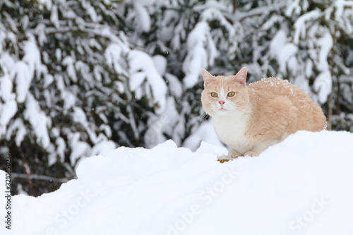 A portrait of a red cat sitting on snowdrift on the background of winter forest. © vubaz