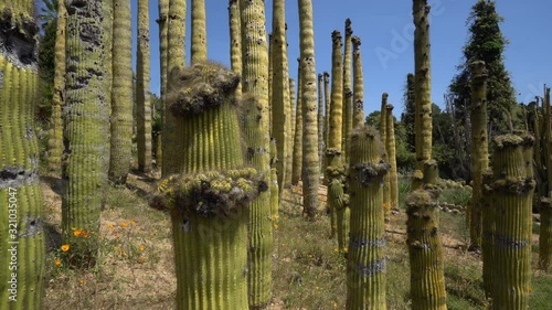 Cacti on the hill - Tenerife - Canary islads.