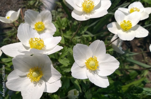 Spring, flowers anemone white in the garden, floral backdrop