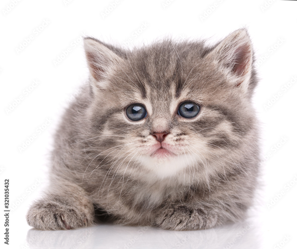 Kitten looking at camera on white background
