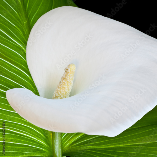  Weisse Calla - Zantedeschia photo