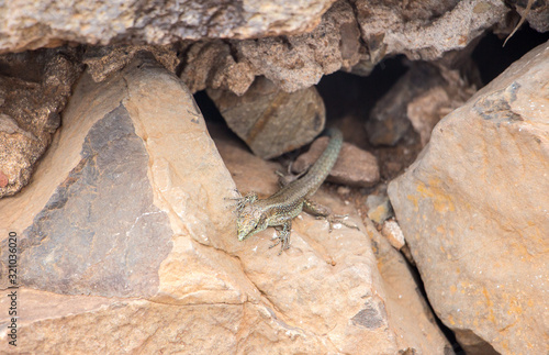 Madeira lizard relaxing on a rock in the sund © Andreas