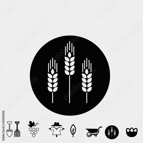 wheat icon vector illustration and symbol for website and graphic design