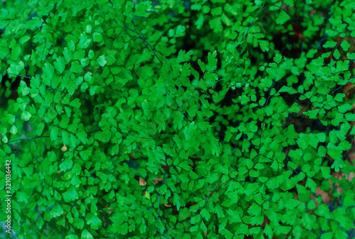 abstract green leaf texture  nature background  tropical leaf  tropical Adiantum capillus veneris leaf texture in garden  abstract green leaf  large palm foliage nature dark green background