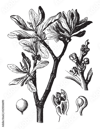 Loranthus europaeus (parasitic plant) / vintage illustration from Brockhaus Konversations-Lexikon 1908