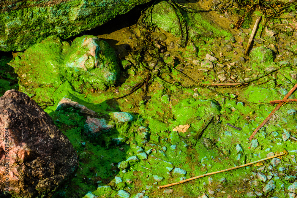 Green algae pollution on a bank of river. Ecological concept Green algae pollution on a bank of river. Ecological concept