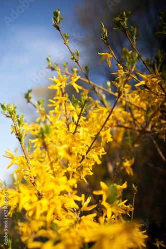 yellow flowers on tree on background of blue sky