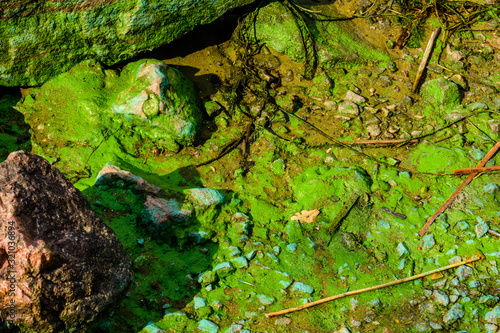 Fototapeta Naklejka Na Ścianę i Meble -  Green algae pollution on a bank of river. Ecological concept