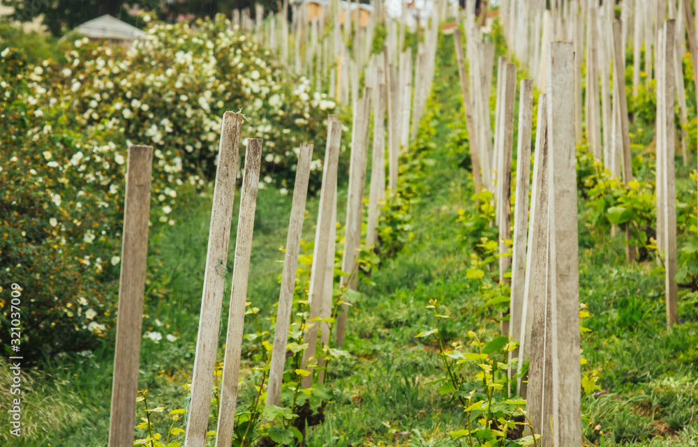 Plantation of grapes bearing vines in spring. Grapevine. Wine growing in the field. Agriculture. Young grapes with leaves. Fruit. Vineyard in early summer time. Plantation of grapes bearing vines in spring. Grapevine. Wine growing in the field. Agriculture. Young grapes with leaves. Fruit. Vineyard in early summer time.