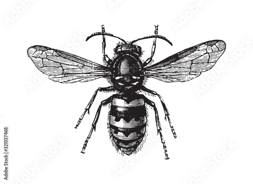 Common wasp (Vespula vulgaris) / vintage illustration from Brockhaus Konversations-Lexikon 1908