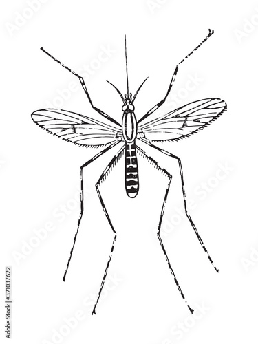 Mosquito (Culex annulatus) / vintage illustration from Brockhaus Konversations-Lexikon 1908