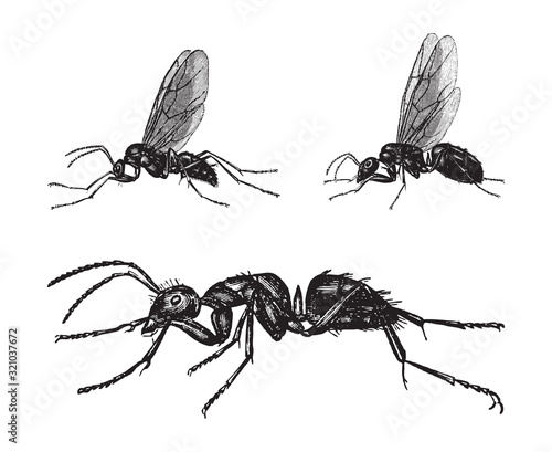 Hercules ant (Camponotus herculeanus) / vintage illustration from Brockhaus Konversations-Lexikon 1908