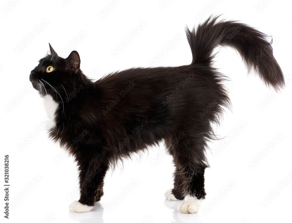 Fototapeta premium Side view of a Black Cat walking, isolated