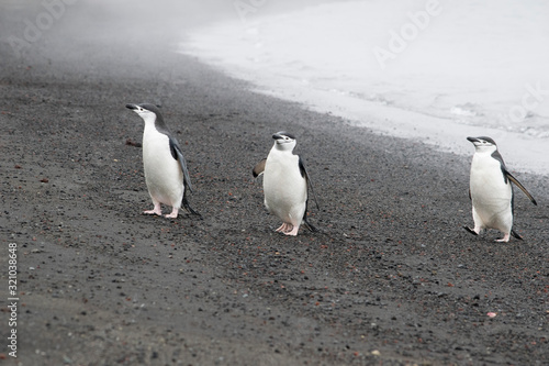 Penguins resting on the stony coast of Antarctica