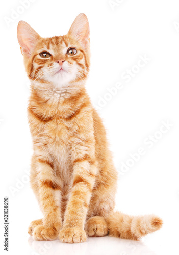 Red little cat on the isolated on white