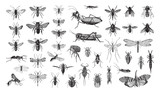 Insects collection / vintage illustration from Brockhaus Konversations-Lexikon 1908