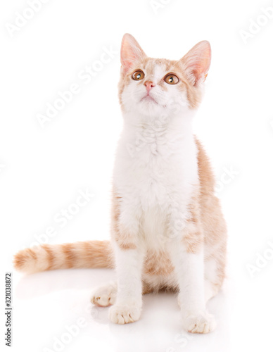 Portrait of domestic red kitten. Cute young cat sitting.