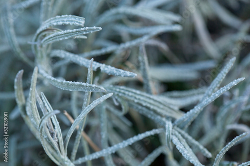 frost on the grass